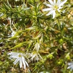 Stellaria pungens at Majura, ACT - 2 Sep 2023