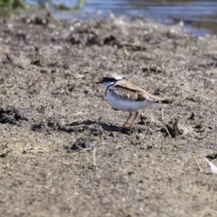 Charadrius melanops (Black-fronted Dotterel) at Fyshwick, ACT - 1 Sep 2023 by RodDeb