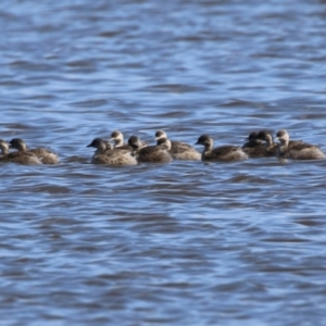 Poliocephalus poliocephalus at Fyshwick, ACT - 1 Sep 2023