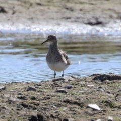 Calidris melanotos (Pectoral Sandpiper) at Fyshwick, ACT - 1 Sep 2023 by RodDeb