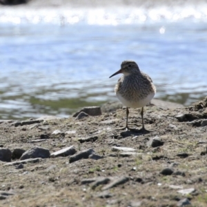 Calidris melanotos at Fyshwick, ACT - 1 Sep 2023 01:26 PM