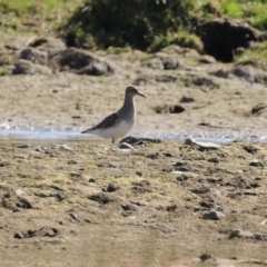 Calidris melanotos at Fyshwick, ACT - 1 Sep 2023 01:26 PM