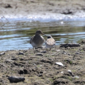 Calidris melanotos at Fyshwick, ACT - 1 Sep 2023 01:26 PM