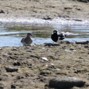 Calidris melanotos at Fyshwick, ACT - 1 Sep 2023 01:26 PM