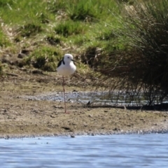 Himantopus leucocephalus (Pied Stilt) at Jerrabomberra Wetlands - 1 Sep 2023 by RodDeb