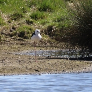 Himantopus leucocephalus at Fyshwick, ACT - 1 Sep 2023 12:42 PM