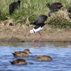 Himantopus leucocephalus at Fyshwick, ACT - 1 Sep 2023