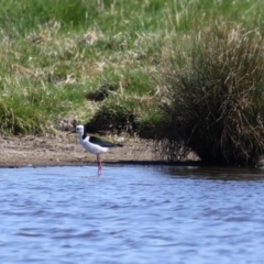 Himantopus leucocephalus at Fyshwick, ACT - 1 Sep 2023 12:42 PM