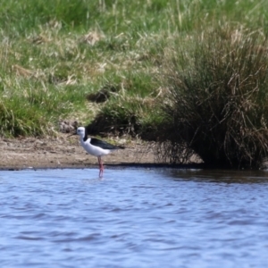 Himantopus leucocephalus at Fyshwick, ACT - 1 Sep 2023