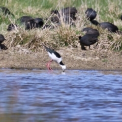 Himantopus leucocephalus at Fyshwick, ACT - 1 Sep 2023