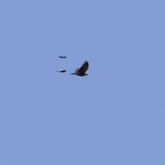 Aquila audax (Wedge-tailed Eagle) at Jerrabomberra Wetlands - 1 Sep 2023 by RodDeb