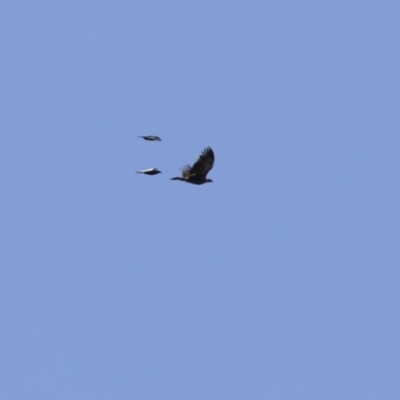 Aquila audax (Wedge-tailed Eagle) at Fyshwick, ACT - 1 Sep 2023 by RodDeb