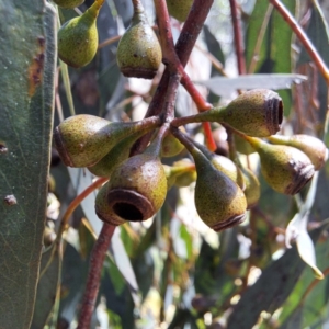 Eucalyptus melliodora at Mount Majura - 2 Sep 2023