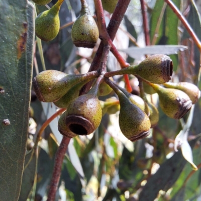 Eucalyptus melliodora (Yellow Box) at Mount Majura - 2 Sep 2023 by abread111