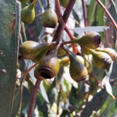 Eucalyptus melliodora (Yellow Box) at Majura, ACT - 2 Sep 2023 by abread111
