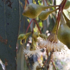 Eucalyptus melliodora at Mount Majura - 2 Sep 2023