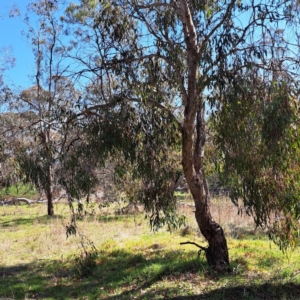 Eucalyptus melliodora at Mount Majura - 2 Sep 2023