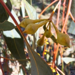 Eucalyptus melliodora at Mount Majura - 2 Sep 2023