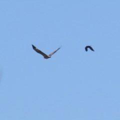 Haliaeetus leucogaster (White-bellied Sea-Eagle) at Jerrabomberra Wetlands - 1 Sep 2023 by RodDeb