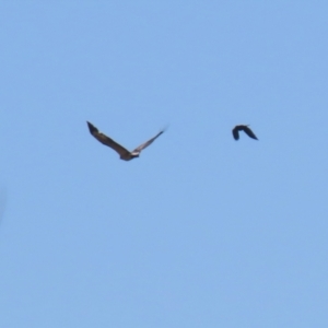 Haliaeetus leucogaster at Fyshwick, ACT - 1 Sep 2023