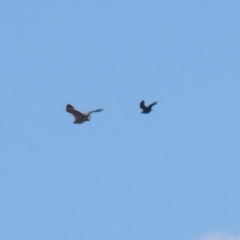 Haliaeetus leucogaster at Fyshwick, ACT - 1 Sep 2023