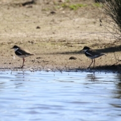 Erythrogonys cinctus (Red-kneed Dotterel) at Jerrabomberra Wetlands - 1 Sep 2023 by RodDeb