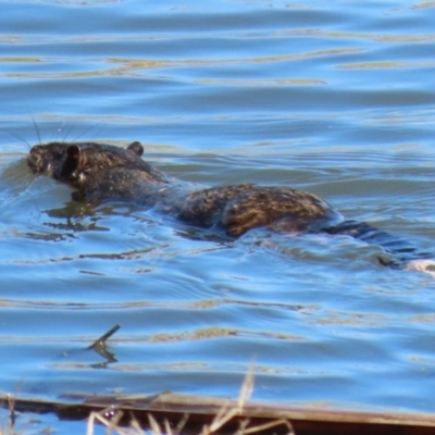 Hydromys chrysogaster (Rakali or Water Rat) at Fyshwick, ACT - 1 Sep 2023 by RodDeb