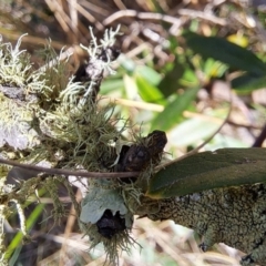 Usnea sp. (genus) (Bearded lichen) at Majura, ACT - 2 Sep 2023 by abread111