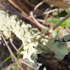 Usnea sp. (genus) at Majura, ACT - 2 Sep 2023 10:42 AM