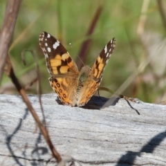 Vanessa kershawi (Australian Painted Lady) at Federation Hill - 2 Sep 2023 by KylieWaldon