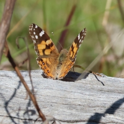 Vanessa kershawi (Australian Painted Lady) at West Wodonga, VIC - 2 Sep 2023 by KylieWaldon