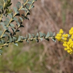 Acacia cultriformis (Knife Leaf Wattle) at Federation Hill - 2 Sep 2023 by KylieWaldon