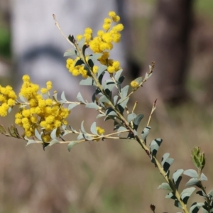 Acacia cultriformis at West Wodonga, VIC - 2 Sep 2023