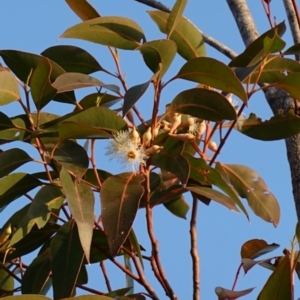 Eucalyptus robusta at Jervis Bay National Park - 2 Aug 2023