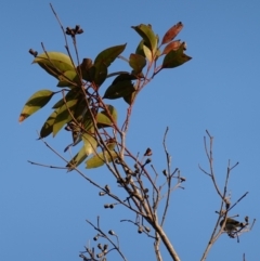 Eucalyptus robusta at Jervis Bay National Park - 2 Aug 2023