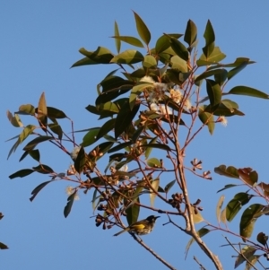 Eucalyptus robusta at Jervis Bay National Park - 2 Aug 2023