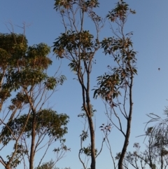 Eucalyptus robusta at Jervis Bay National Park - 2 Aug 2023