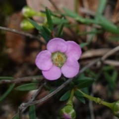 Euryomyrtus ramosissima subsp. ramosissima (Rosy Baeckea, Rosy Heath-myrtle) at Jervis Bay National Park - 2 Aug 2023 by RobG1