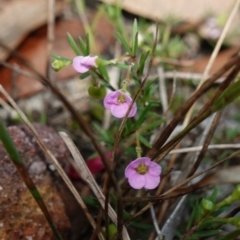 Euryomyrtus ramosissima subsp. ramosissima at Vincentia, NSW - 2 Aug 2023