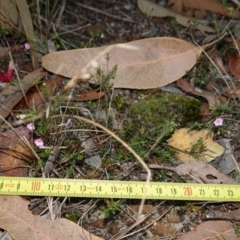 Euryomyrtus ramosissima subsp. ramosissima at Vincentia, NSW - 2 Aug 2023