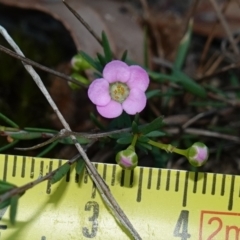 Euryomyrtus ramosissima subsp. ramosissima at Vincentia, NSW - 2 Aug 2023