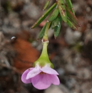Euryomyrtus ramosissima subsp. ramosissima at Vincentia, NSW - 2 Aug 2023