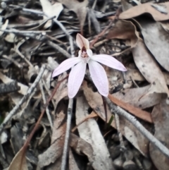 Caladenia fuscata (Dusky Fingers) at Bruce, ACT - 29 Aug 2023 by idlidlidlidl