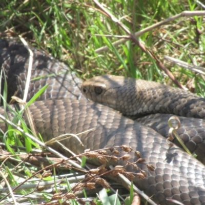 Pseudonaja textilis (Eastern Brown Snake) at Belconnen, ACT - 2 Sep 2023 by IdleWanderer