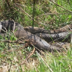 Pseudonaja textilis at Belconnen, ACT - 2 Sep 2023