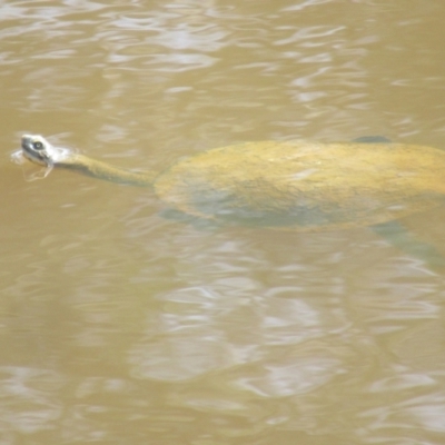 Chelodina longicollis (Eastern Long-necked Turtle) at ARA100: William Hovell/Bindubi  - 2 Sep 2023 by idlidlidlidl