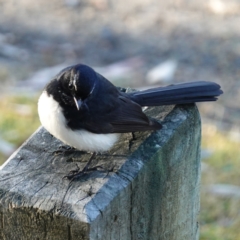Rhipidura leucophrys (Willie Wagtail) at Vincentia Bushcare - 2 Aug 2023 by RobG1