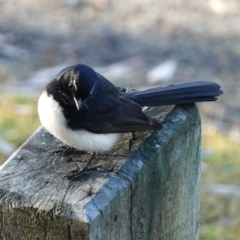 Rhipidura leucophrys (Willie Wagtail) at Huskisson, NSW - 3 Aug 2023 by RobG1