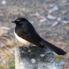 Rhipidura leucophrys at Huskisson, NSW - 3 Aug 2023 08:06 AM