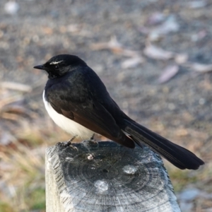 Rhipidura leucophrys at Huskisson, NSW - 3 Aug 2023 08:06 AM